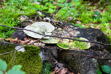 A close-up shot of fungi growing on a decaying tree stump in a lush, green forest. The image captures the texture of the moss-covered wood and the natural beauty of decomposition in the forest ecosyst
