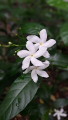 White Pinwheel Flowers Blossom on Green Leaves Background