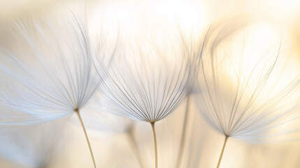 Obraz premium Macro shot of delicate dandelion seeds in soft light, creating a dreamy, ethereal atmosphere.
