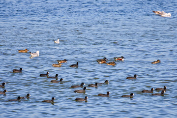 a group of waterfowl on a lake on a sunny day