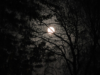 a bright full moon seen through dark tree branches