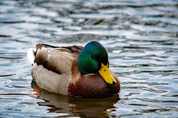 Obraz premium Nahaufnahme einer Stockente