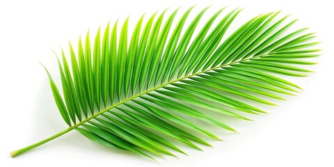 Obraz premium Tropical green coconut palm frond isolated on white background