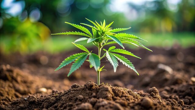 Unique perspective of frisian duck cannabis plant growing in soil