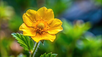 Yellow flower of Geum montanum, the alpine aven with a tilted angle