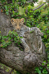 Fototapeta premium Leopard cub lies staring down from tree