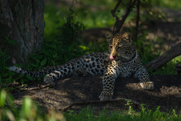Obraz premium Leopard cub lies licking lips by tree