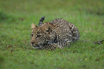 Leopard cub lies resting head on paw