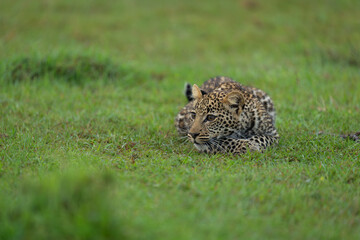Leopard cub lies low on short grass