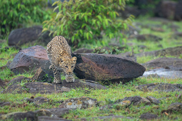 Leopard cub crouches on rocks near bushes