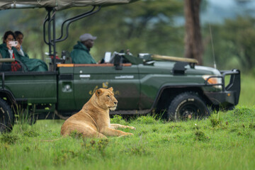 Guests watch lioness lying beside safari truck © Nick Dale