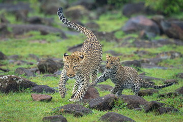 Obraz premium Leopard cub chases mother over rocky savannah
