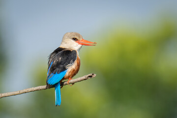 Grey-headed kingfisher on bare branch opening beak