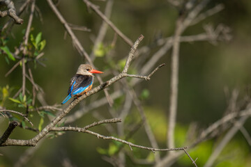 Grey-headed kingfisher on bare branch in profile