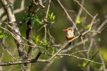 Grey-headed kingfisher eyes camera from bare branch