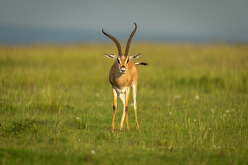 Grant gazelle stands facing camera in savannah