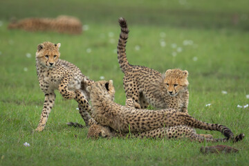 Fototapeta premium Four cheetah cubs play fighting near mother