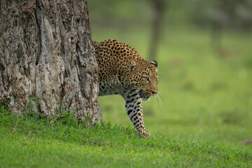Female leopard walks out from behind tree