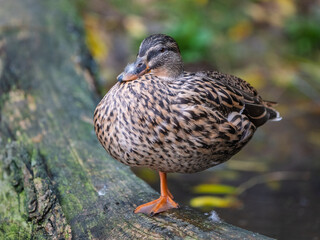 Une femelle Canard colvert sur une patte
