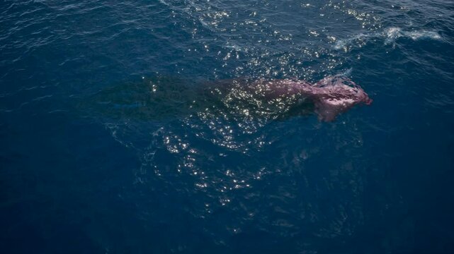 Giant deep sea squid swims underwater