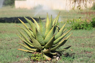 Aloe marlothii is a large, single-stemmed Southern African aloe of rocky places