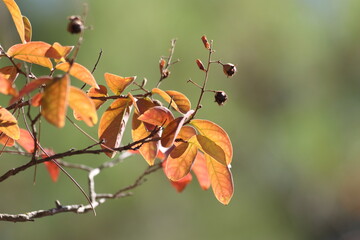 red and yellow leaves of Lagerstroemia indica (Crape Myrtle) in autumn