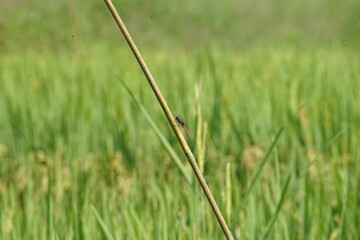 dragonfly on a green rice field