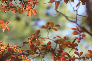 red and yellow leaves of Lagerstroemia indica (Crape Myrtle) in autumn
