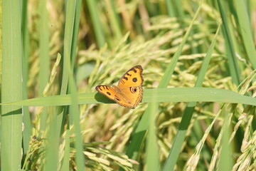 butterfly on a green rice field