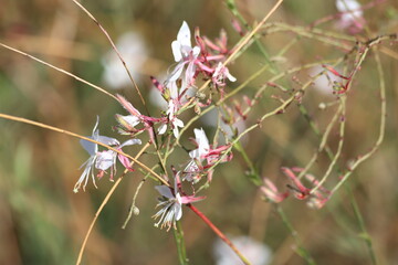 flowers of Biennial Gaura (Oenothera gaura W.L. Wagner & Hoch)
