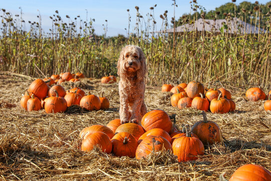 Pumpkin picking