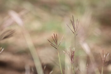 close up of bothriochloa ischaemum  (bearded finger grass) 