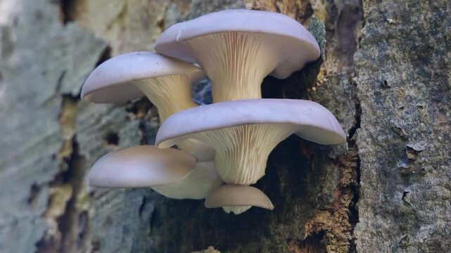 Austernseitling (PLEUROTUS OSTREATUS)