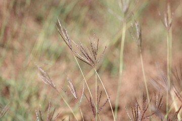 Fototapeta premium close up of bothriochloa ischaemum (bearded finger grass) 