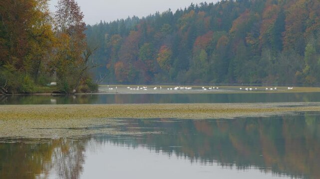 Schw&auml;ne auf der herbstlichen Lechstaustufe