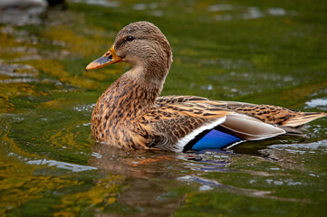 Schwimmende Stockente im Profil