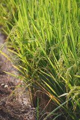 Obraz premium close up of rice plant