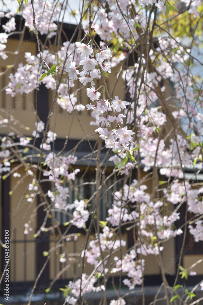 Poster 京都の桜