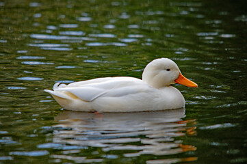 Weiße Ente auf dem Wasser