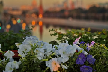 Decorative flower beds in the center of Moscow