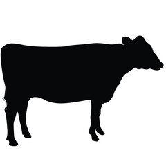 Beef silhouette on a white background