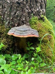 mushroom on a tree