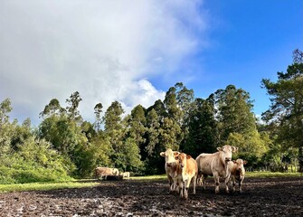 Vacas en Irixoa, Galicia