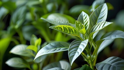 Close-Up of Vibrant Green Leaves, Botanical Industrial background