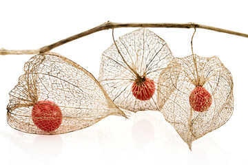 Dried Physalis akekengi franchetii or Chinese lantern on white background