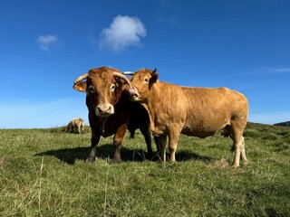 Vacas en Cari&ntilde;o, Galicia