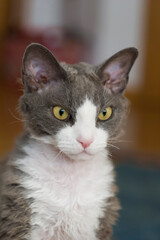 Porträt eines Devon Rex Katers