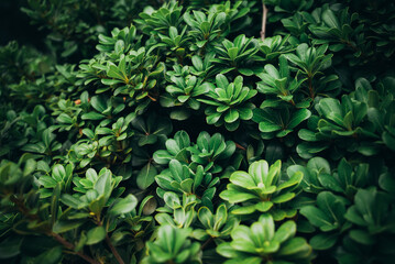 Obraz premium Planta con hojas color verde