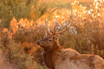 Elk Bull at Sunrise Sunset Peaceful 