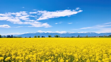 A wide-angle shot of a field covered in yellow spring flowers under a clear blue sky with hints of distant mountains and natural